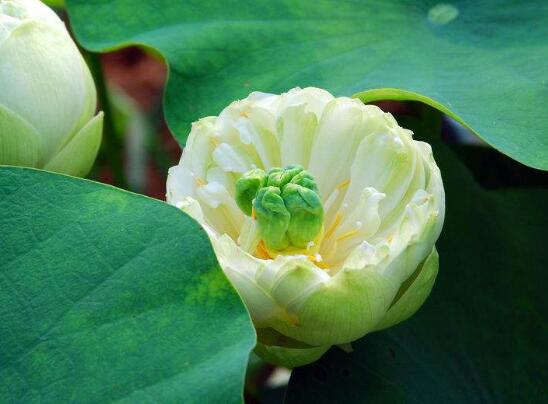 荷花的主要种类，13种最常见的荷花种类介绍