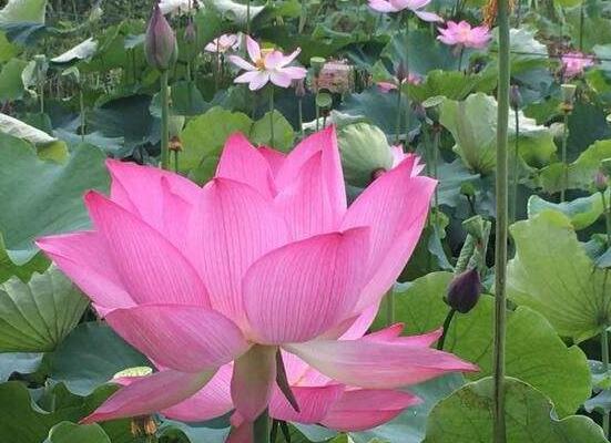 荷花的主要种类，13种最常见的荷花种类介绍