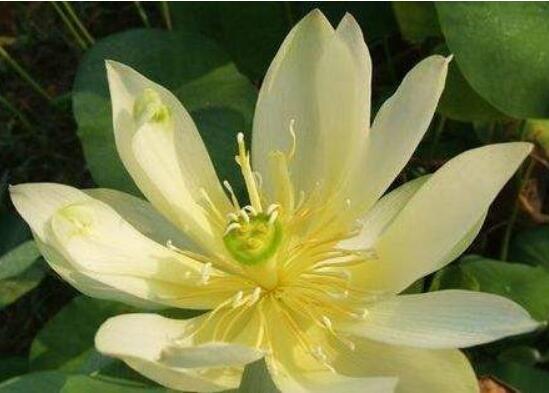 荷花的主要种类，13种最常见的荷花种类介绍