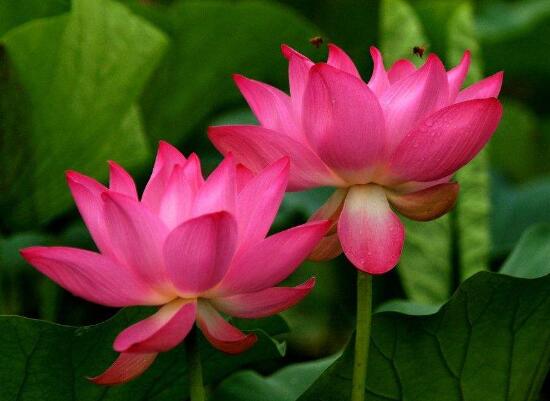 荷花的主要种类，13种最常见的荷花种类介绍