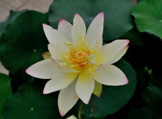 荷花的主要种类，13种最常见的荷花种类介绍