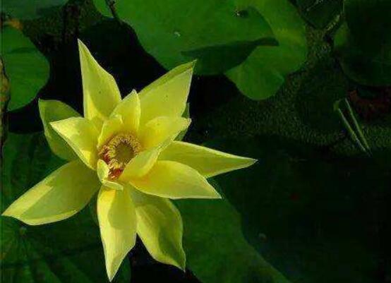 荷花的主要种类，13种最常见的荷花种类介绍