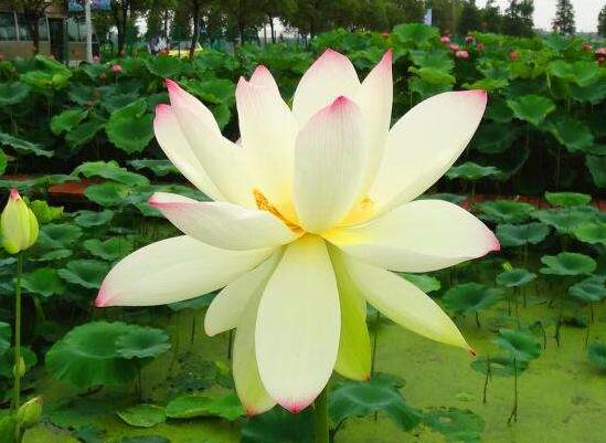 荷花的主要种类，13种最常见的荷花种类介绍