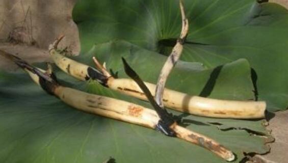 观赏荷花的种植办法，莲藕与莲子的种植步骤