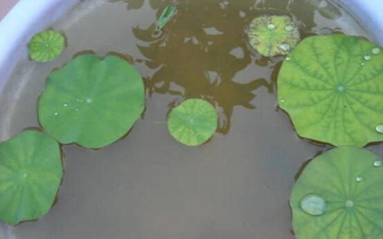 观赏荷花的种植办法，莲藕与莲子的种植步骤