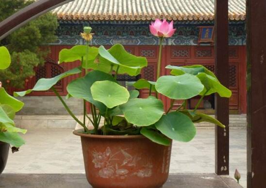 观赏荷花的种植办法，莲藕与莲子的种植步骤