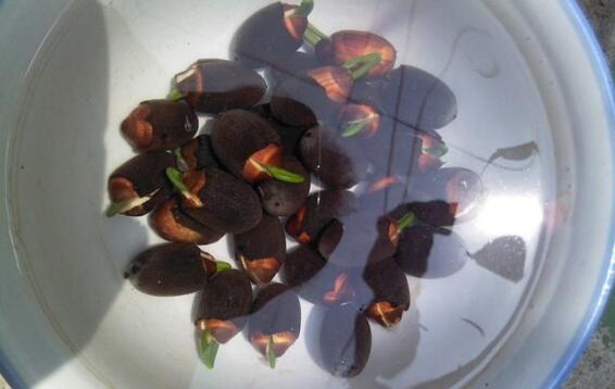 观赏荷花的种植办法，莲藕与莲子的种植步骤