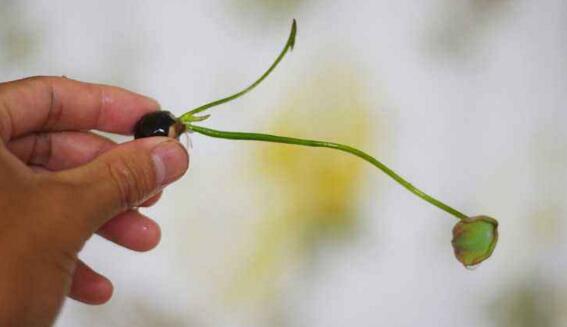 观赏荷花的种植办法，莲藕与莲子的种植步骤