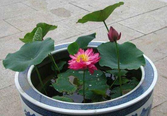 观赏荷花的种植办法，莲藕与莲子的种植步骤