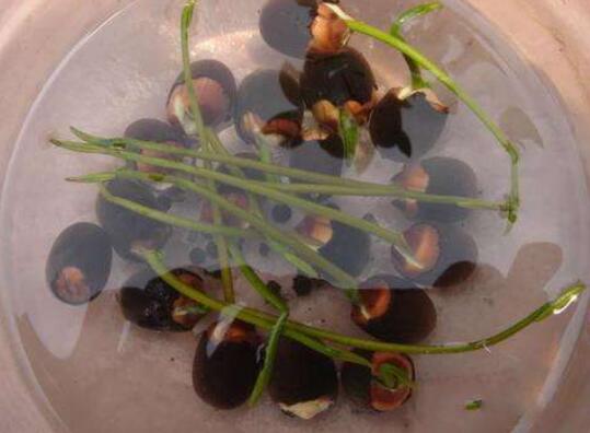 水莲花水养还是土养，水养易发育不良/土养花开满盆