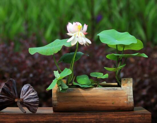 家庭荷花的养殖办法，家养荷花办法大全