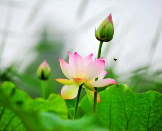 家庭荷花的养殖办法，家养荷花办法大全