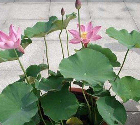 家庭荷花的养殖办法，家养荷花办法大全