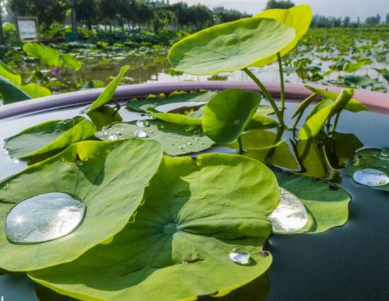 家庭荷花的养殖办法，家养荷花办法大全