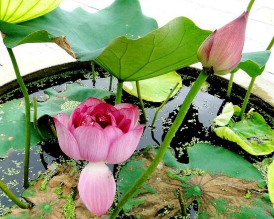 家庭荷花的养殖办法，家养荷花办法大全