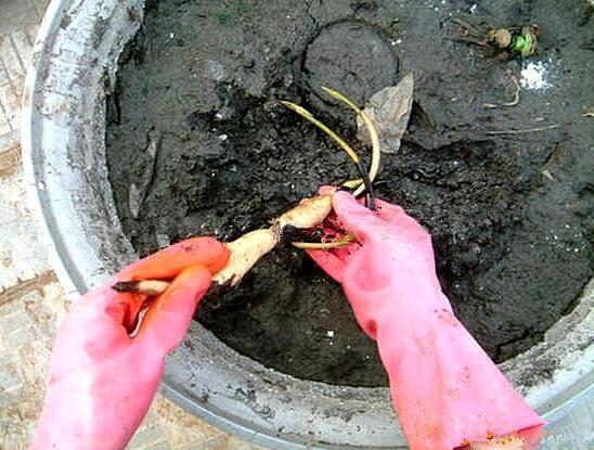 家庭荷花的养殖办法，家养荷花办法大全