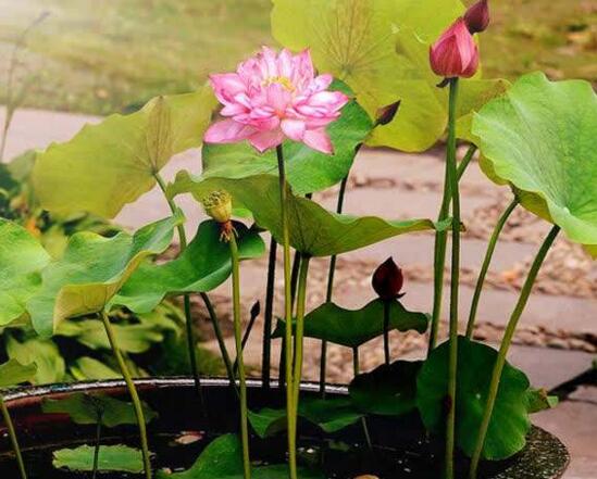 家庭荷花的养殖办法，家养荷花办法大全
