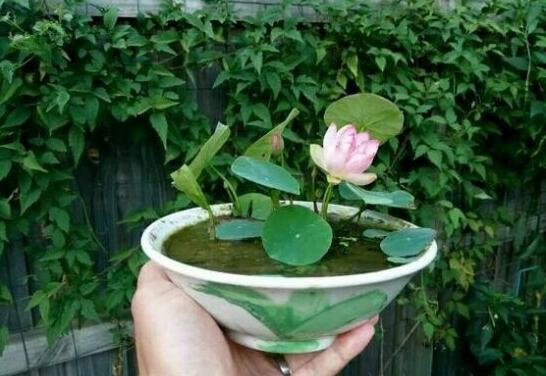 荷花不用土可以吗，可以/详解荷花无土栽培的办法