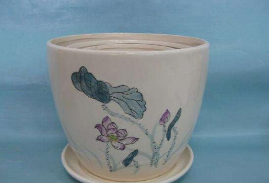 荷花不用土可以吗，可以/详解荷花无土栽培的办法