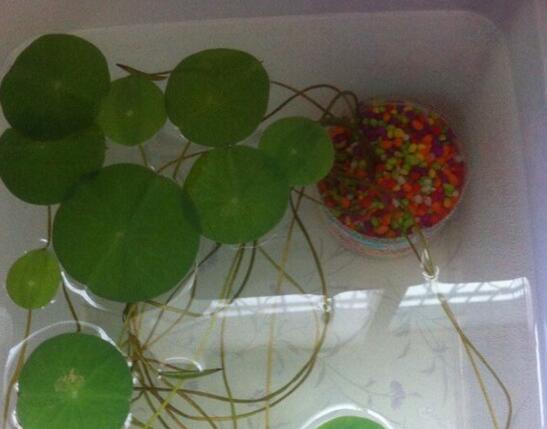 荷花不用土可以吗，可以/详解荷花无土栽培的办法