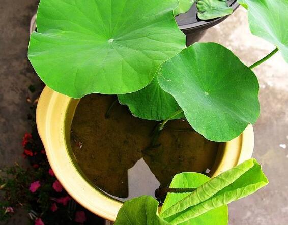 荷花不用土可以吗，可以/详解荷花无土栽培的办法