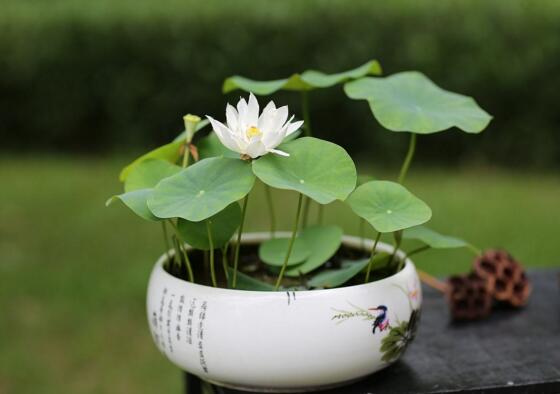 荷花不用土可以吗，可以/详解荷花无土栽培的办法