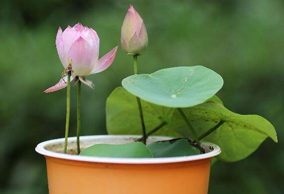 荷花不用土可以吗，可以/详解荷花无土栽培的办法