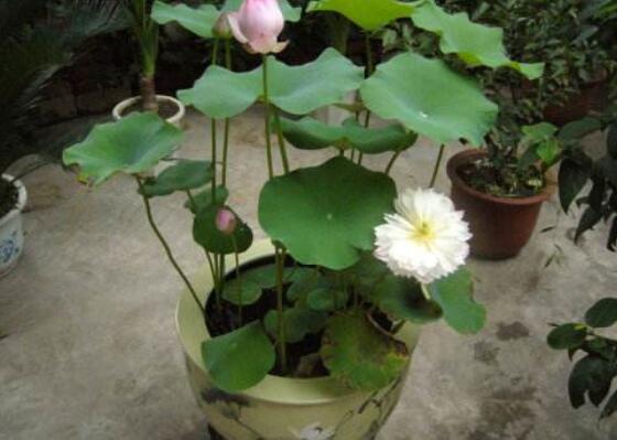荷花不用土可以吗，可以/详解荷花无土栽培的办法