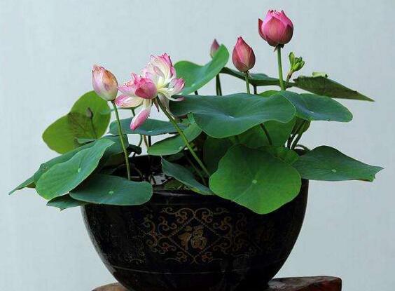 荷花不用土可以吗，可以/详解荷花无土栽培的办法