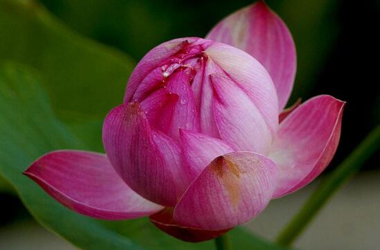 荷花夏季如何养，学好4个要点养殖出更娇美动人的荷花