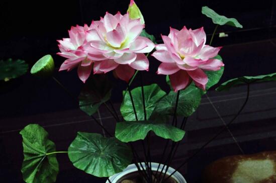 荷花夏季如何养，学好4个要点养殖出更娇美动人的荷花