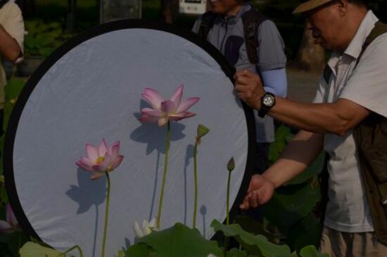 荷花夏季如何养，学好4个要点养殖出更娇美动人的荷花