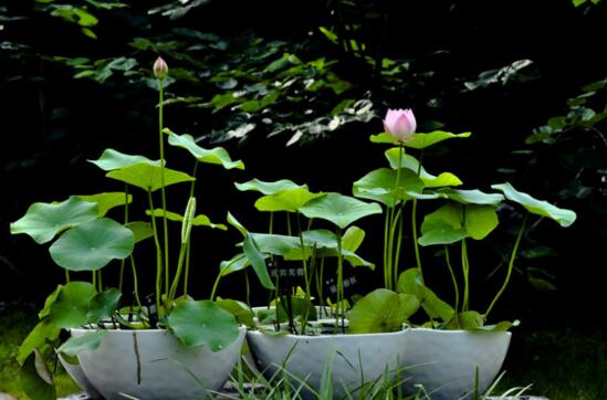 荷花夏季如何养，学好4个要点养殖出更娇美动人的荷花