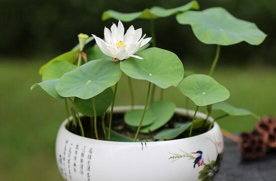 荷花夏季如何养，学好4个要点养殖出更娇美动人的荷花