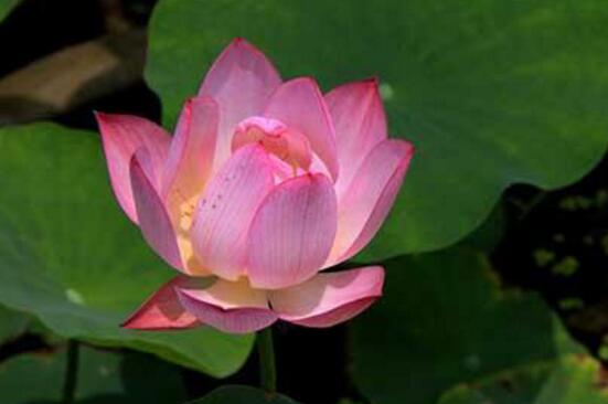 荷花夏季如何养，学好4个要点养殖出更娇美动人的荷花