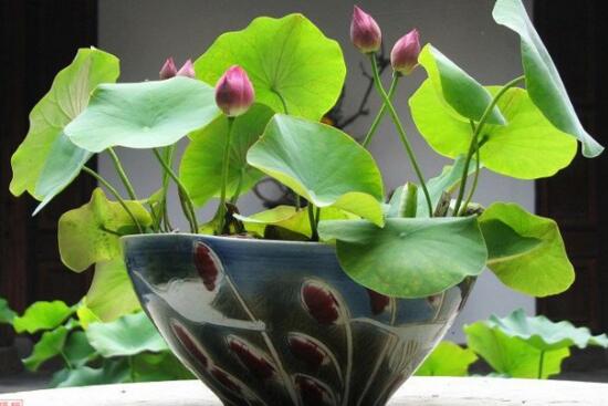 荷花夏季如何养，学好4个要点养殖出更娇美动人的荷花