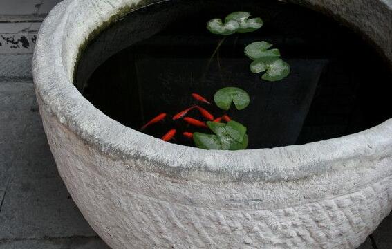 荷花盆里有小白虫如何办，四种办法教你除掉荷花小白虫