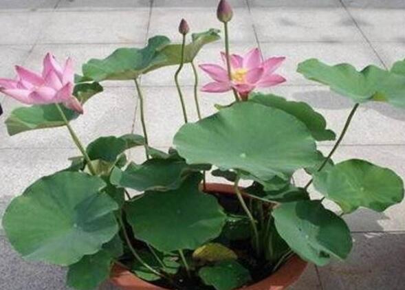 荷花盆里有小白虫如何办，四种办法教你除掉荷花小白虫