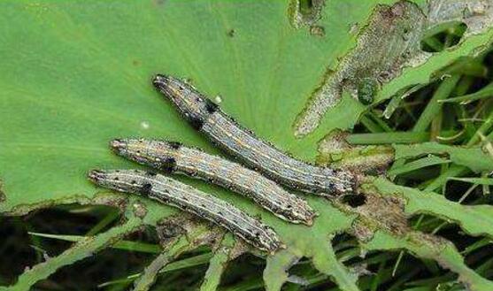 荷花盆里有小白虫如何办，四种办法教你除掉荷花小白虫
