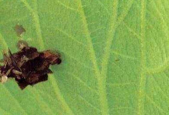 荷花盆里有小白虫如何办，四种办法教你除掉荷花小白虫