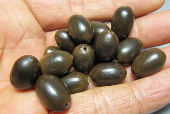 荷花种子的种植办法，从莲子到荷花只需5步