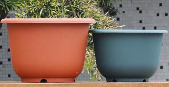 荷花种子的种植办法，从莲子到荷花只需5步