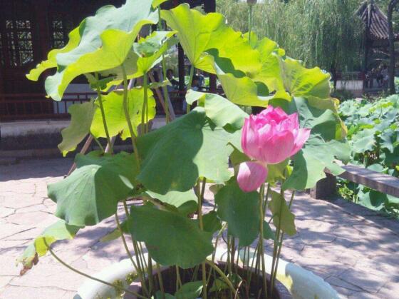 荷花种子的种植办法，从莲子到荷花只需5步