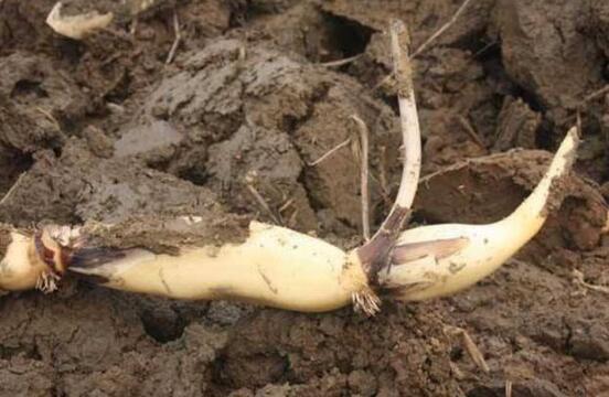 荷花用藕种植过程图解,从种植到开花只需一个月