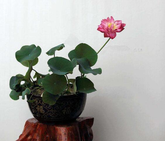 荷花用藕种植过程图解,从种植到开花只需一个月