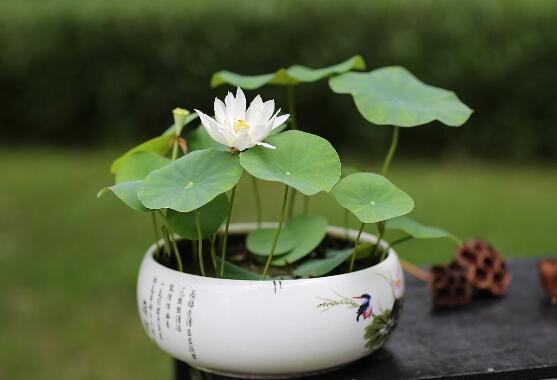 荷花用藕种植过程图解,从种植到开花只需一个月