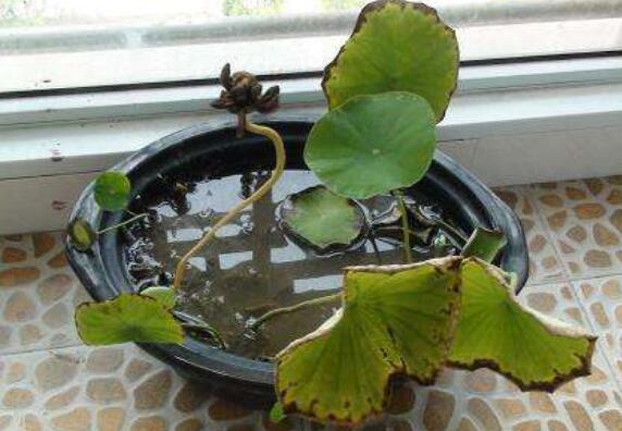 荷花用藕种植过程图解,从种植到开花只需一个月