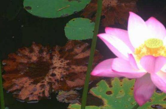 荷花用藕种植过程图解,从种植到开花只需一个月