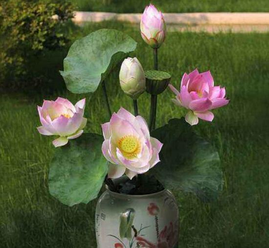 荷花如何养在花瓶里，4个步骤手把手教你花瓶养荷花