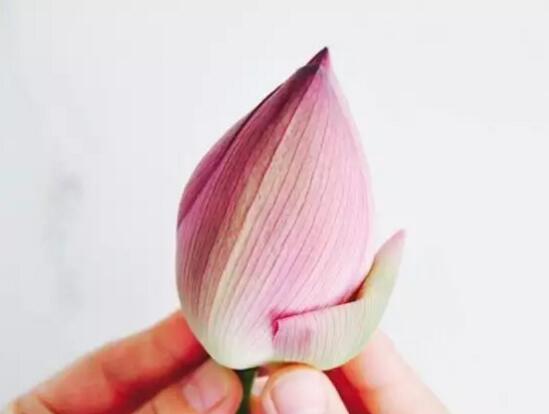 荷花如何养在花瓶里，4个步骤手把手教你花瓶养荷花